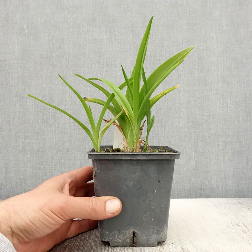 Hemerocallis Calico Jack Maceta 1L/1,5L Ejemplar entregado en la primavera