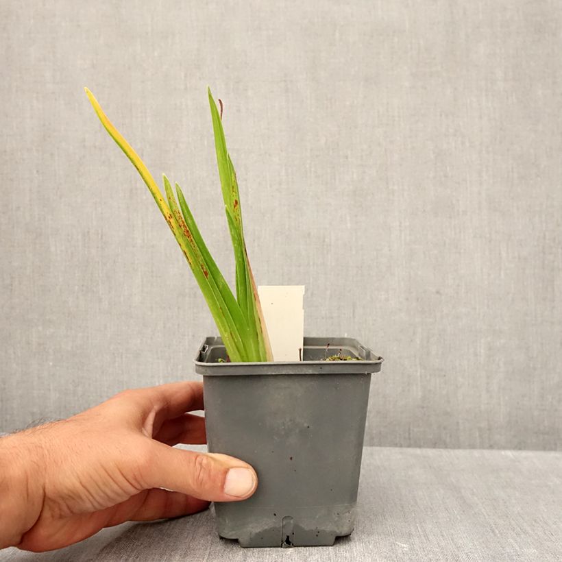 Ejemplar de Hemerocallis Cape Breton Maceta 1L/1,5L entregado en otoño
