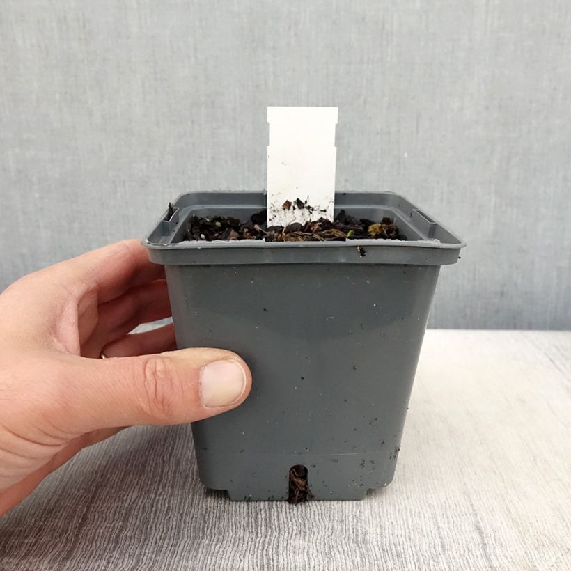 Hemerocallis Cape Breton Maceta 1L/1,5L Ejemplar entregado en la primavera