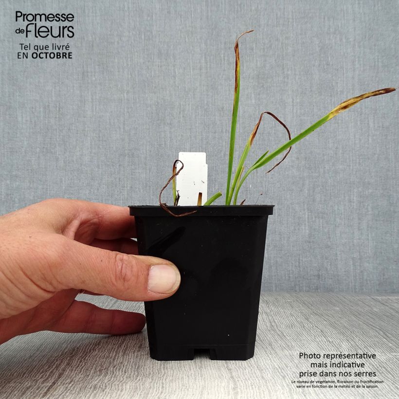 Ejemplar de Hemerocallis Catherine Woodbury Maceta de 8/9 cm entregado en otoño