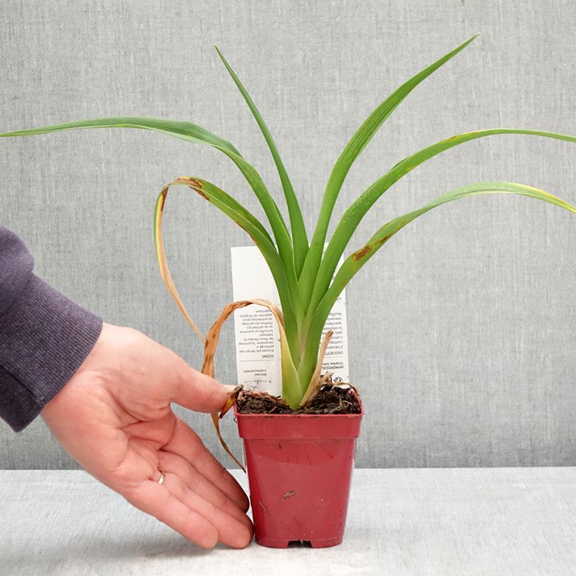 Hemerocallis Charles Johnson Maceta de 8/9 cm Ejemplar entregado en la primavera