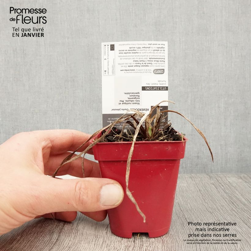 Hemerocallis Charles Johnson Maceta de 8/9 cm Ejemplar entregado en invierno