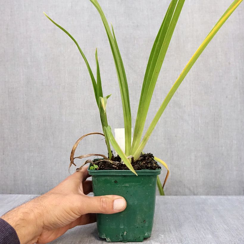 Ejemplar de Hemerocallis Charles Johnson Maceta 1L/1,5L entregado en otoño