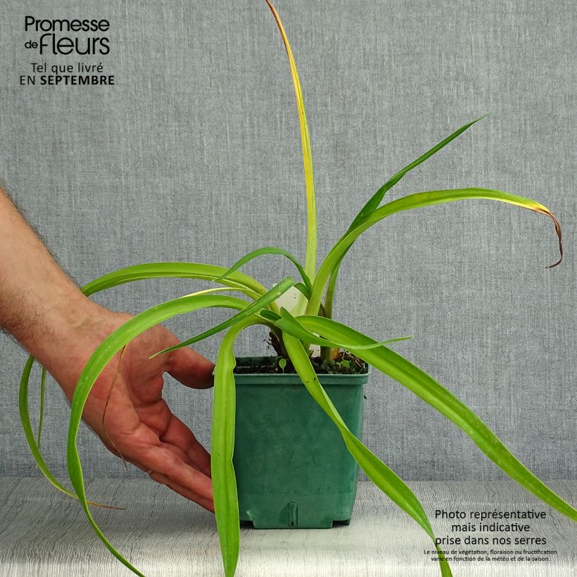 Ejemplar de Hemerocallis Charles Johnson Maceta 1L/1,5L entregado en verano