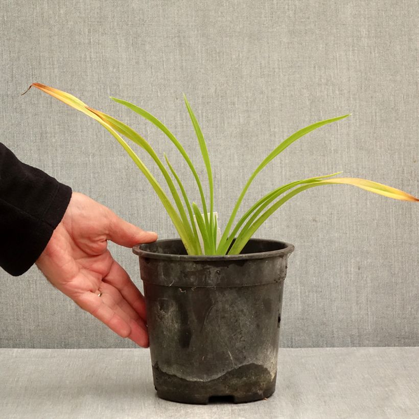 Ejemplar de Hemerocallis Chicago Sunrise Maceta 2L/3L entregado en otoño