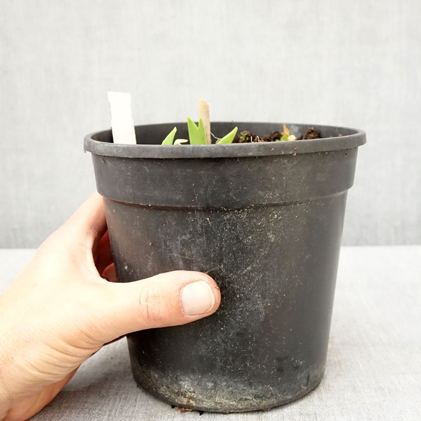 Hemerocallis Chicago Sunrise Maceta 2L/3L Ejemplar entregado en la primavera