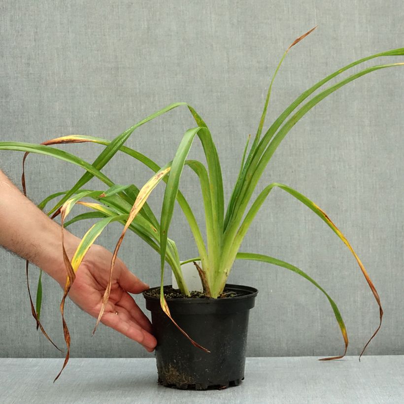 Ejemplar de Hemerocallis Chocolate Candy Maceta 2L/3L entregado en otoño