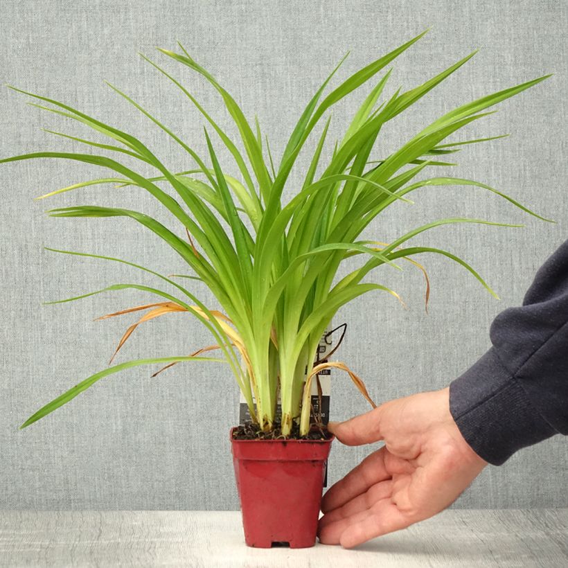 Hemerocallis Chosen Love Maceta de 8/9 cm Ejemplar entregado en la primavera