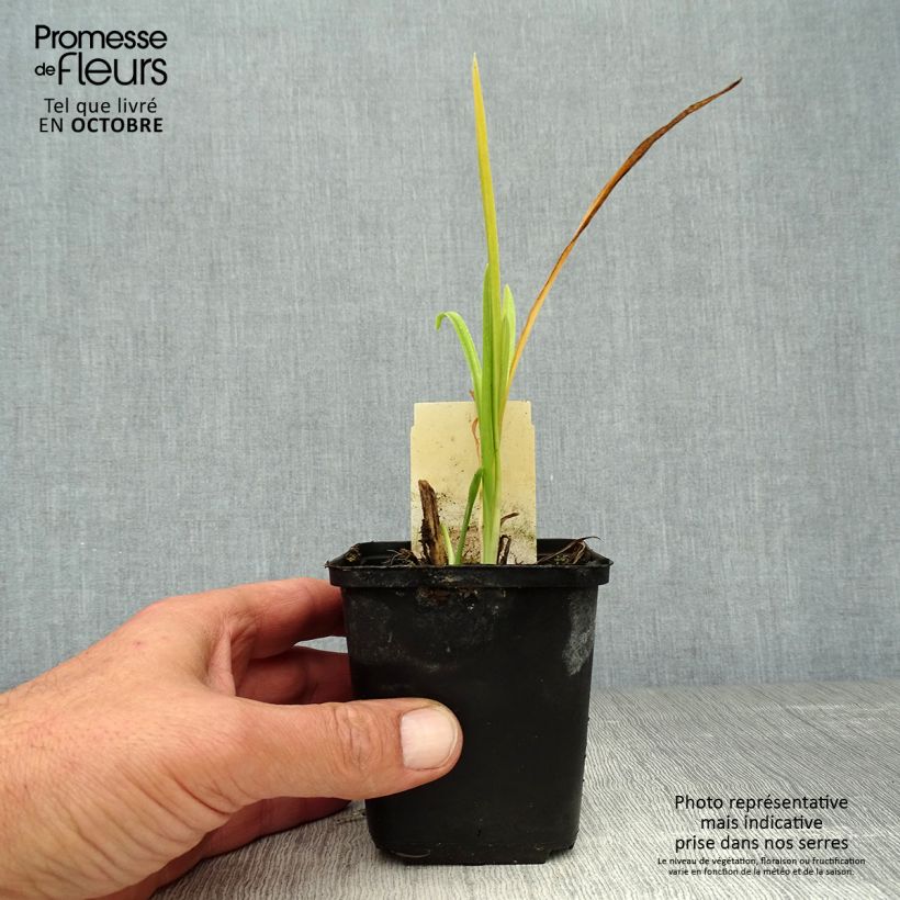 Ejemplar de Hemerocallis citrina Maceta de 8/9 cm entregado en otoño