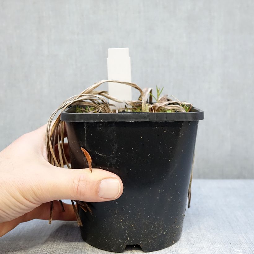 Hemerocallis citrina Maceta 1,5L/2L Ejemplar entregado en invierno