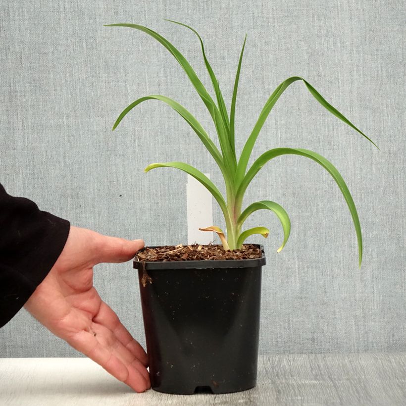 Hemerocallis citrina Maceta 1,5L/2L Ejemplar entregado en la primavera