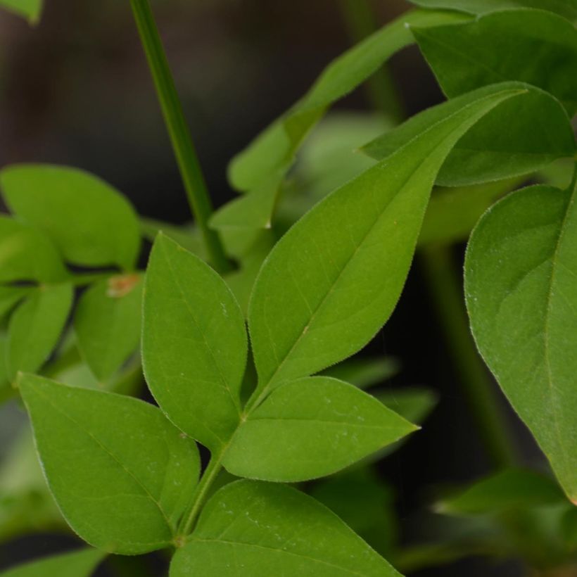 Hemerocallis Clothed in Glory (Follaje)