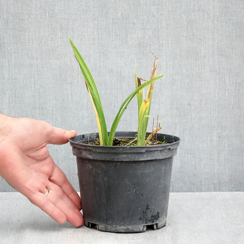 Ejemplar de Hemerocallis Condilla Maceta 2L/3L entregado en otoño