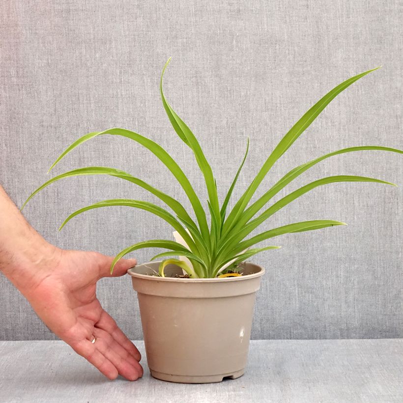 Hemerocallis Condilla Maceta 2L/3L Ejemplar entregado en la primavera