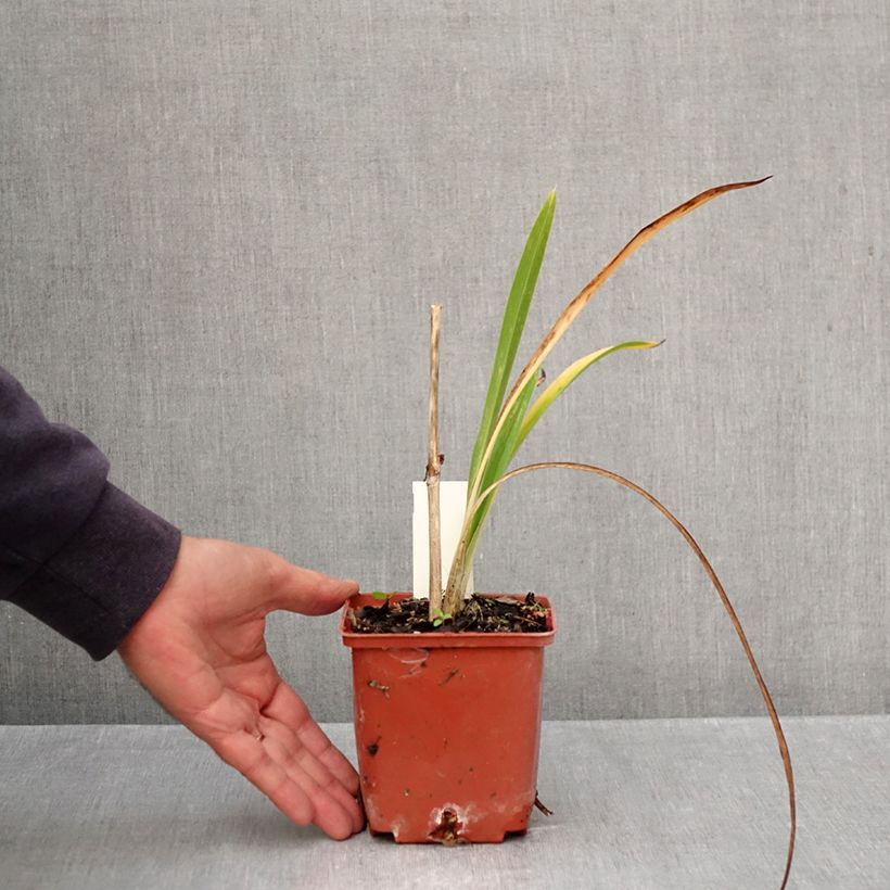 Ejemplar de Hemerocallis Daring Deception Maceta 1L/1,5L entregado en otoño