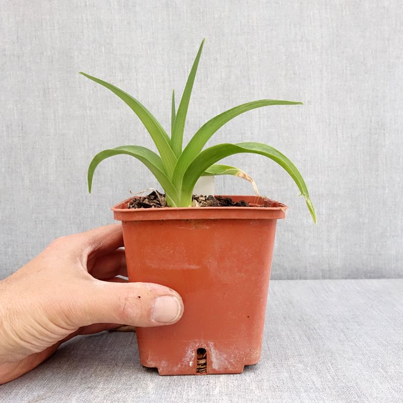 Hemerocallis Daring Deception Maceta 1L/1,5L Ejemplar entregado en la primavera