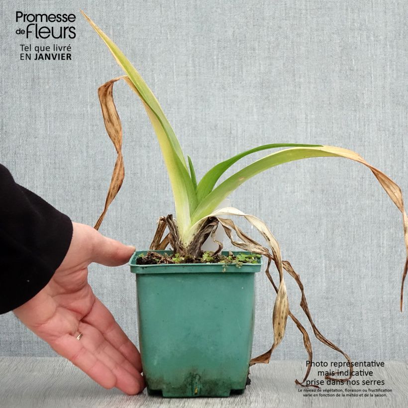 Hemerocallis Daring Dilemma Maceta 1L/1,5L Ejemplar entregado en invierno