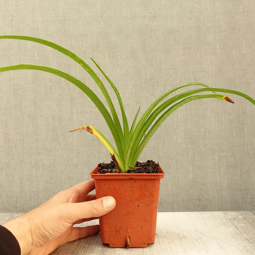 Ejemplar de Hemerocallis Destined to See Maceta 1L/1,5L entregado en otoño