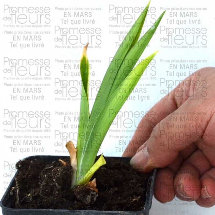 Ejemplo de ejemplar de Hemerocallis Double Dream Maceta de 8/9 cm tal y como se entrega