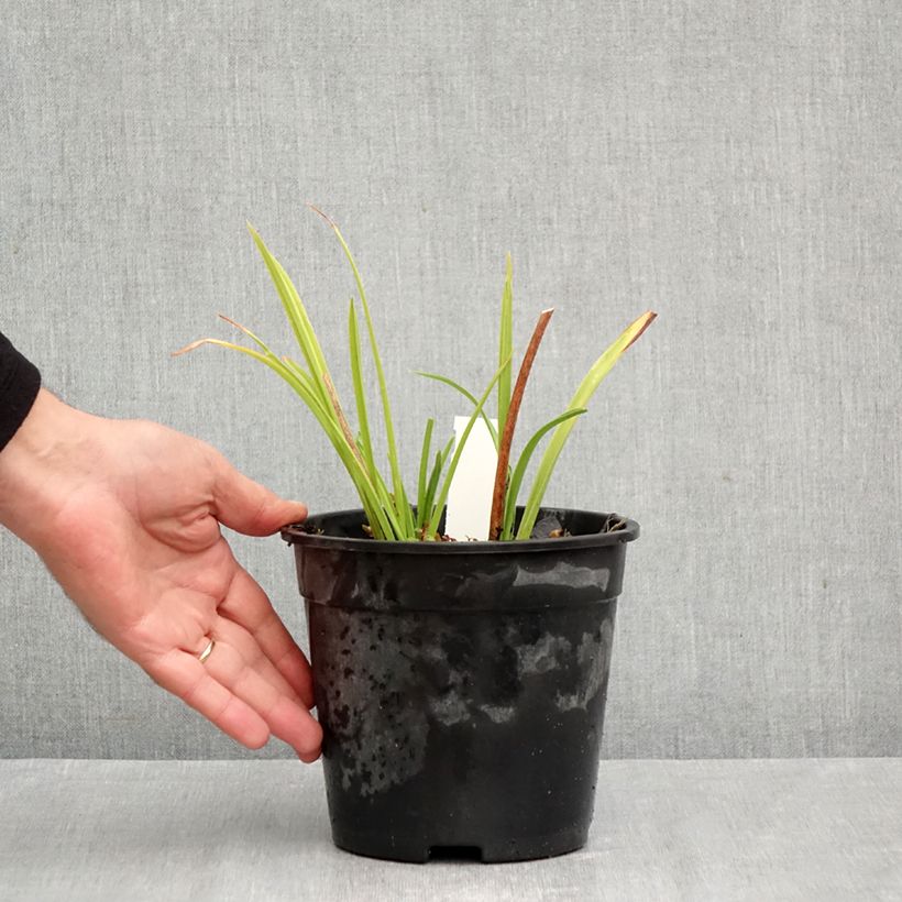 Ejemplar de Hemerocallis Double Dream Maceta 2L/3L entregado en otoño