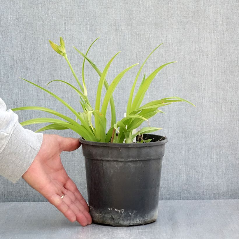 Hemerocallis Double Dream Maceta 2L/3L Ejemplar entregado en la primavera