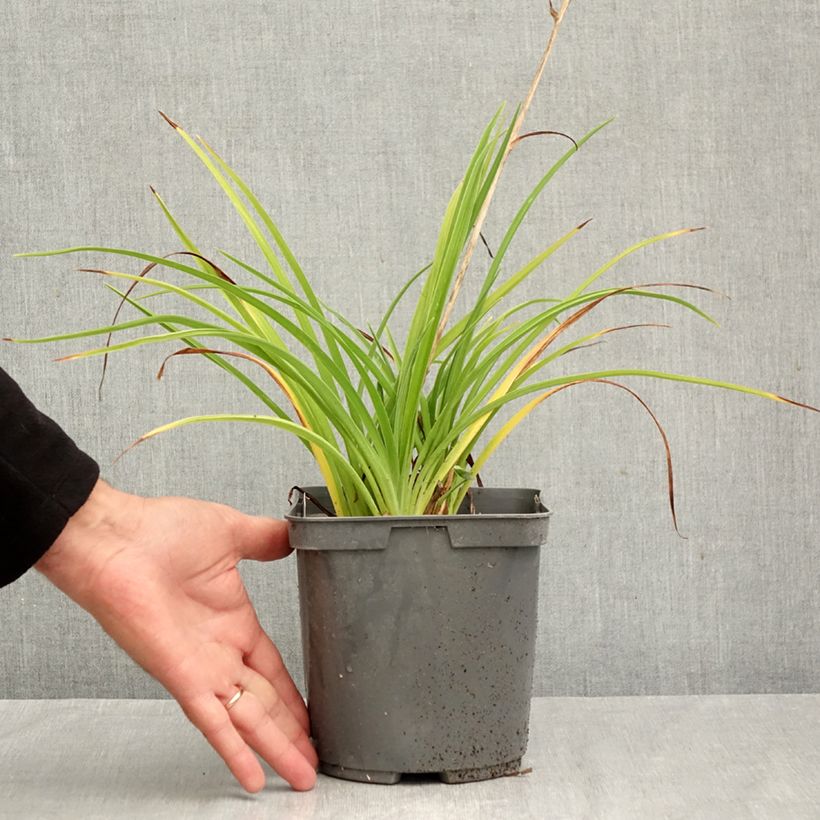 Ejemplar de Hemerocallis Double River Wye Maceta 2L/3L entregado en otoño