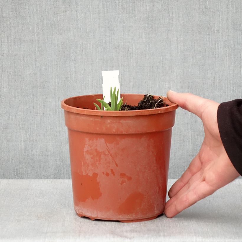 Hemerocallis Double River Wye Maceta 2L/3L Ejemplar entregado en la primavera