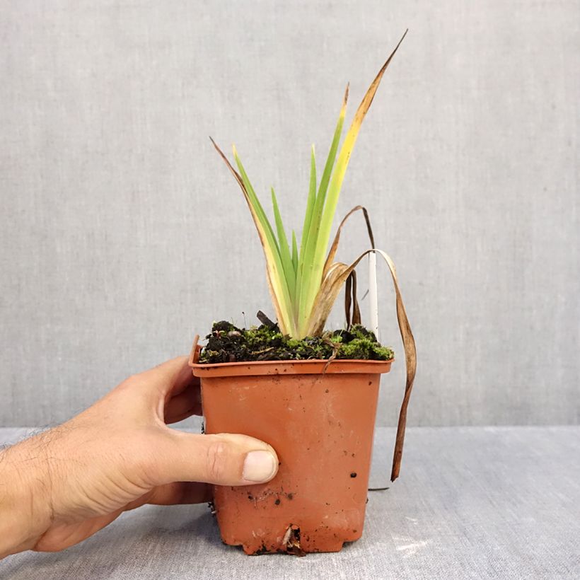 Ejemplar de Hemerocallis Dream Legacy Maceta 1L/1,5L entregado en otoño