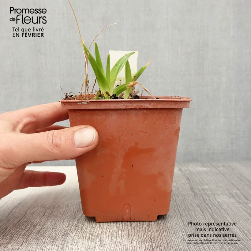 Hemerocallis Dream Legacy Maceta 1L/1,5L Ejemplar entregado en invierno