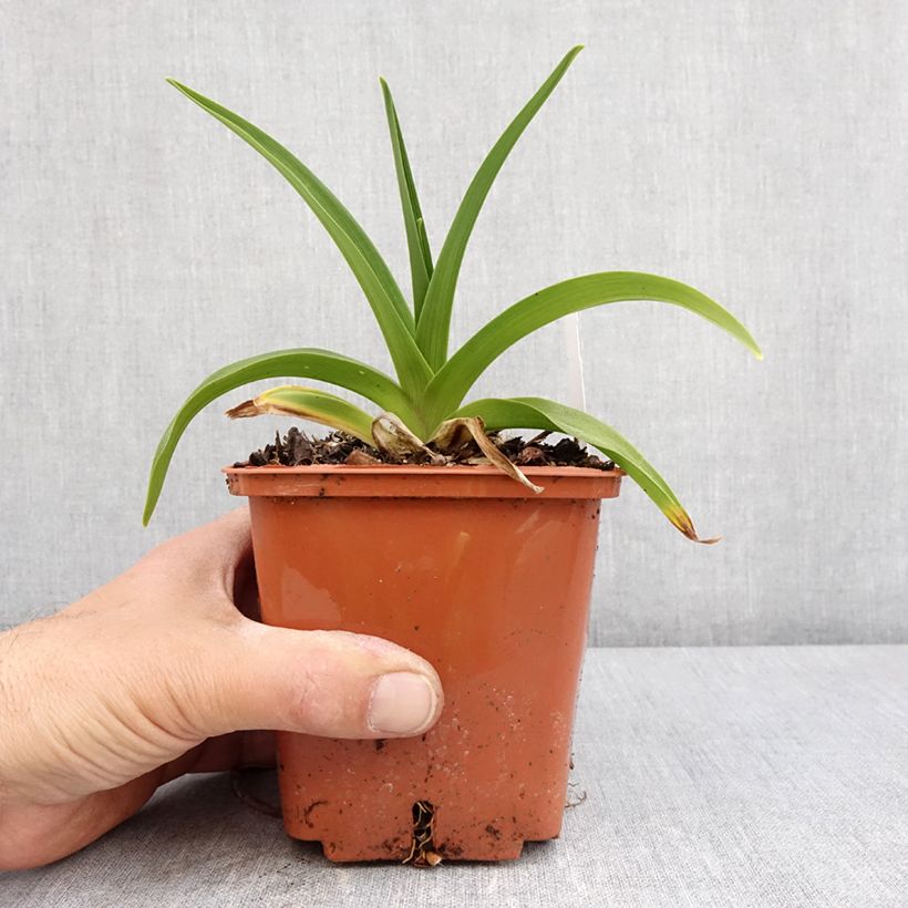 Hemerocallis Dream Legacy Maceta 1L/1,5L Ejemplar entregado en la primavera