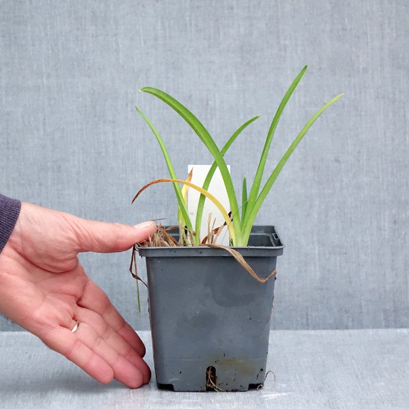 Ejemplar de Hemerocallis Enchanted Forest Maceta 1L/1,5L entregado en otoño