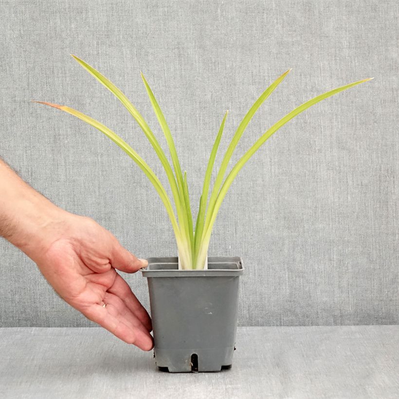 Ejemplar de Hemerocallis Enchanted Forest Maceta 1L/1,5L entregado en verano