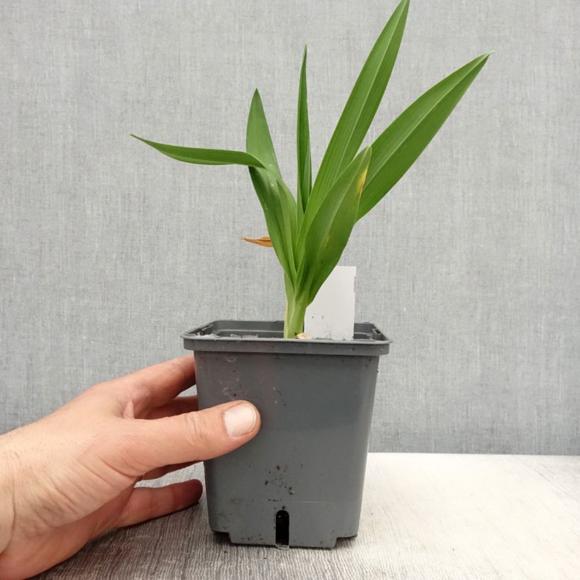 Hemerocallis Enchanted Forest Maceta 1L/1,5L Ejemplar entregado en la primavera