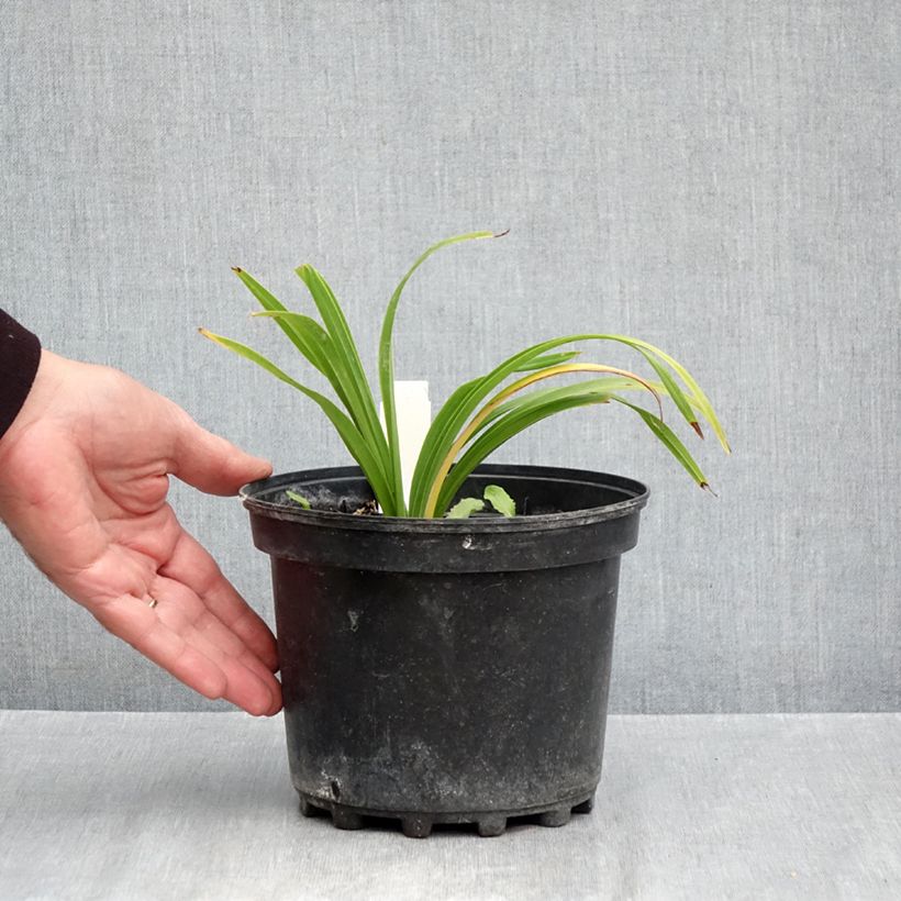 Ejemplar de Hemerocallis Everydaylily Bronze Maceta 2L/3L entregado en otoño