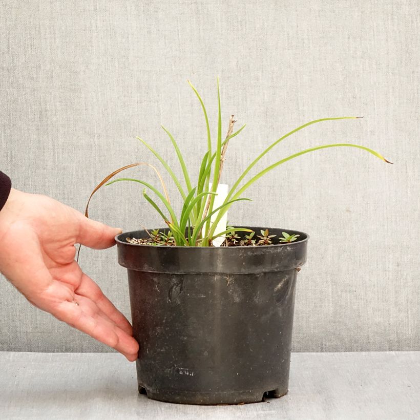 Ejemplar de Hemerocallis Everydaylily Cerise Maceta 2L/3L entregado en otoño