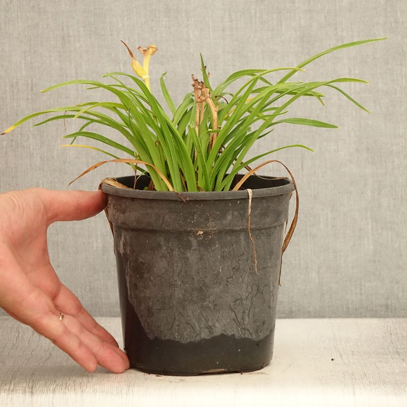 Ejemplar de Hemerocallis Everydaylily Cerise Maceta 2L/3L entregado en verano