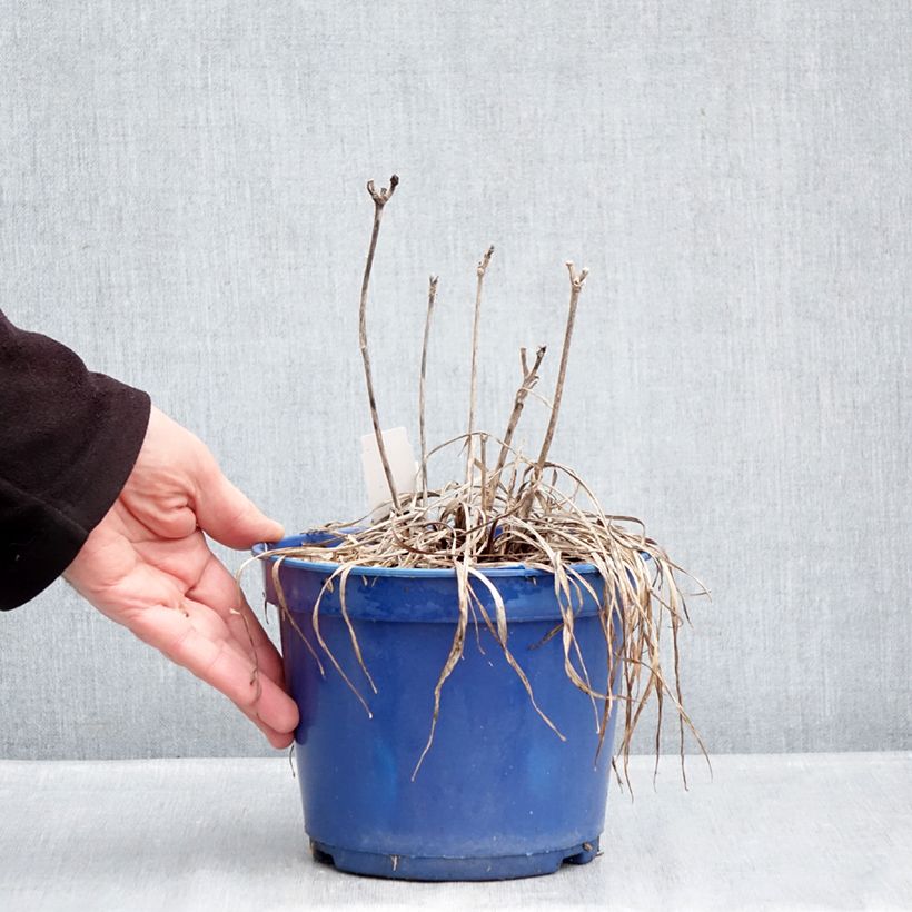 Hemerocallis Everydaylily Cerise Maceta 2L/3L Ejemplar entregado en invierno