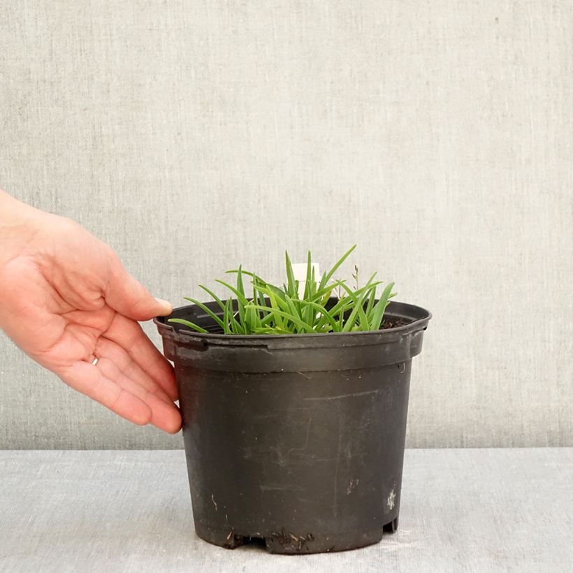 Hemerocallis Everydaylily Cerise Maceta 2L/3L Ejemplar entregado en la primavera