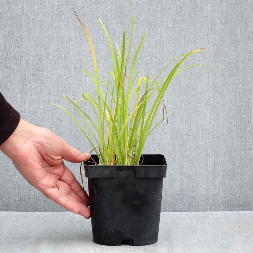 Ejemplar de Hemerocallis Everydaylily Punch Yellow Maceta 2L/3L entregado en otoño