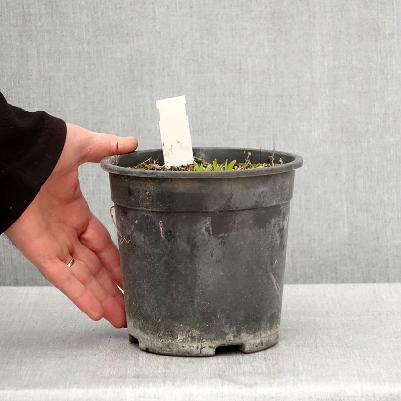 Hemerocallis Everydaylily Punch Yellow Maceta 2L/3L Ejemplar entregado en la primavera