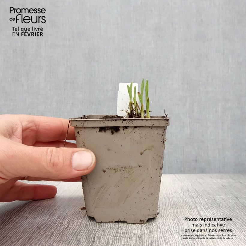 Hemerocallis Everydaylily Red Ribs Maceta de 8/9 cm Ejemplar entregado en invierno