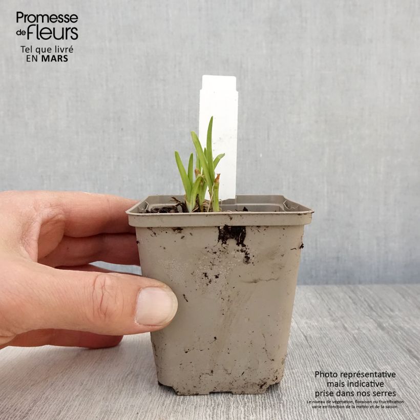 Hemerocallis Everydaylily Red Ribs Maceta de 8/9 cm Ejemplar entregado en la primavera