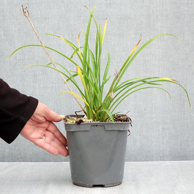 Ejemplar de Hemerocallis Everydaylily Red Ribs Maceta 2L/3L entregado en otoño