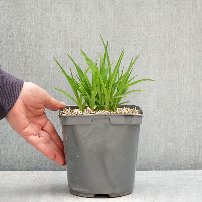 Hemerocallis Everydaylily Red Ribs Maceta 2L/3L Ejemplar entregado en la primavera