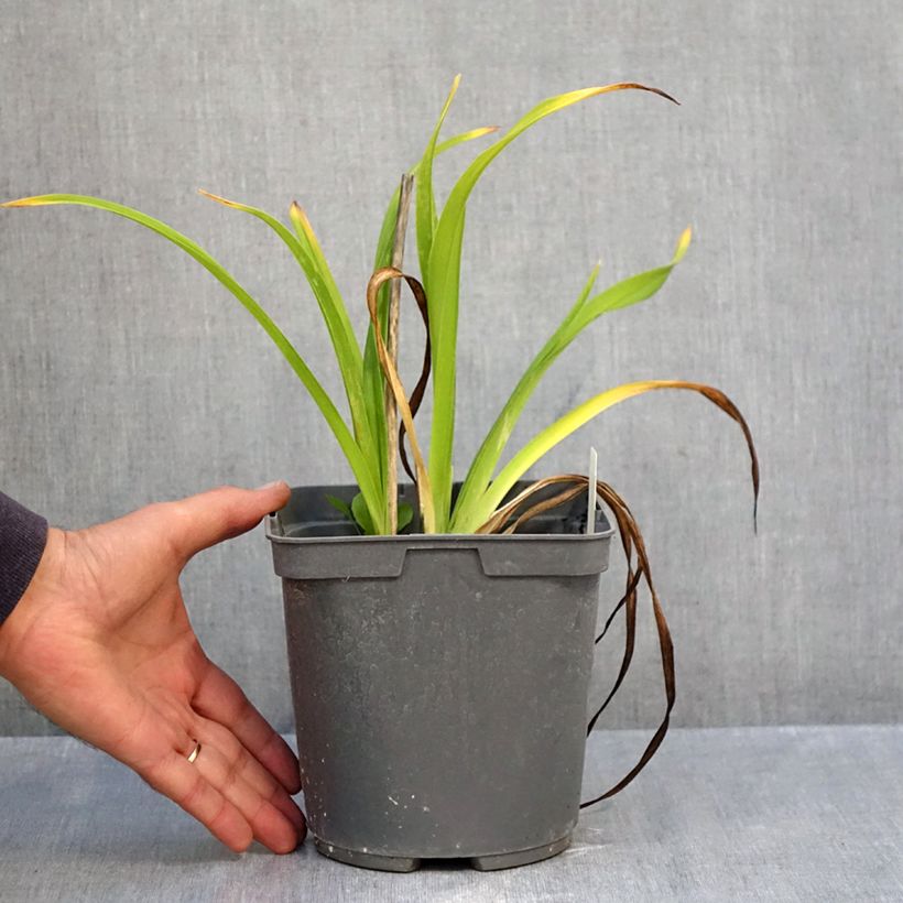 Ejemplar de Hemerocallis Exotic Treasure Maceta 1L/1,5L entregado en otoño