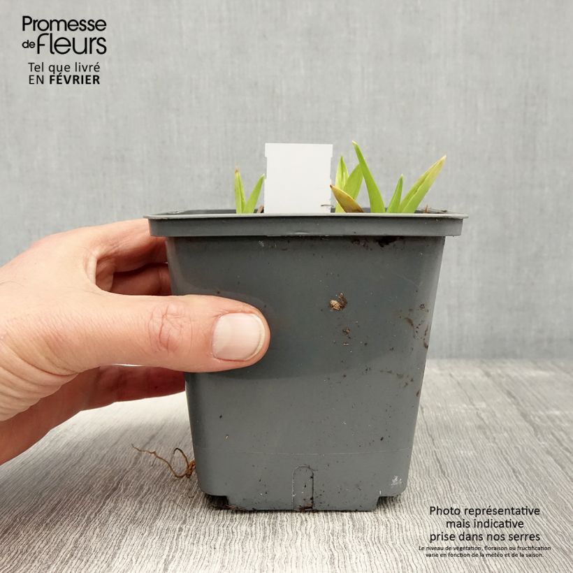 Hemerocallis Exotic Treasure Maceta 1L/1,5L Ejemplar entregado en invierno