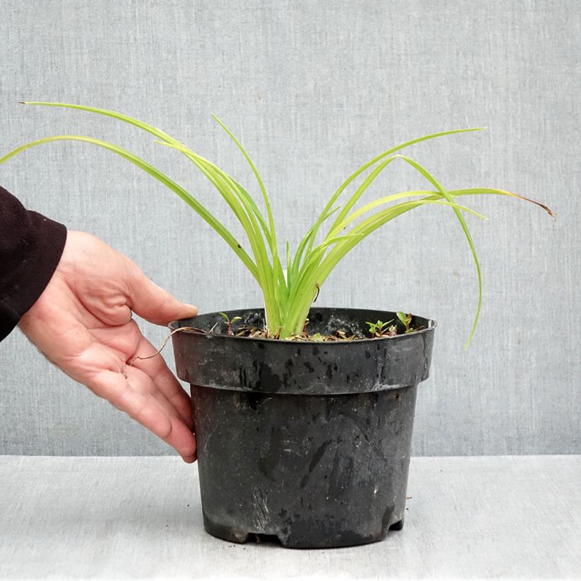 Ejemplar de Hemerocallis Final Touch Maceta 2L/3L entregado en otoño