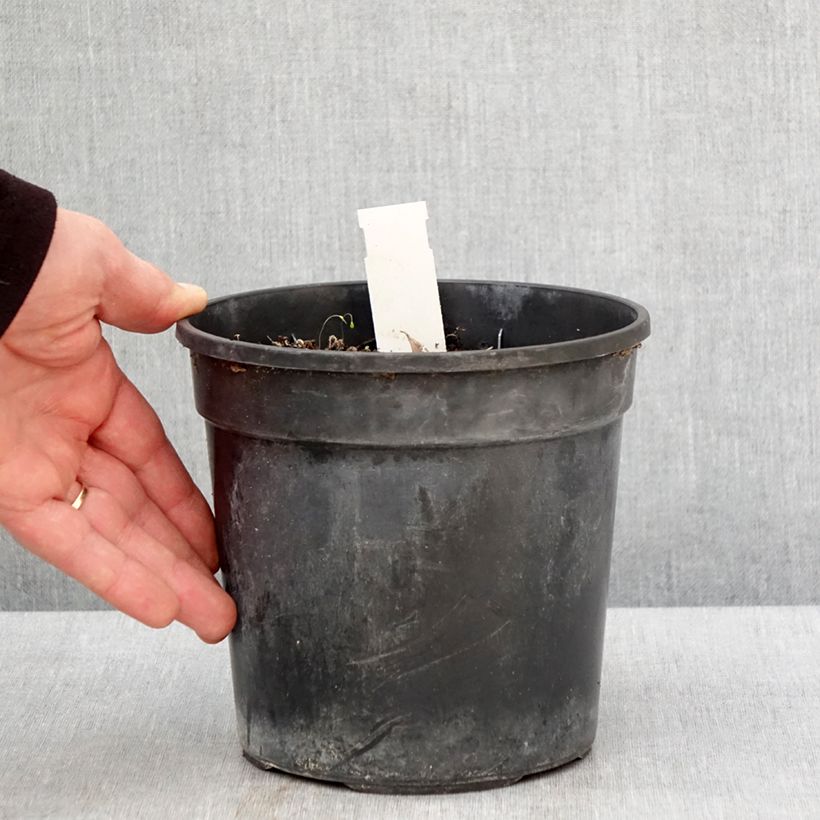 Hemerocallis Final Touch Maceta 2L/3L Ejemplar entregado en la primavera