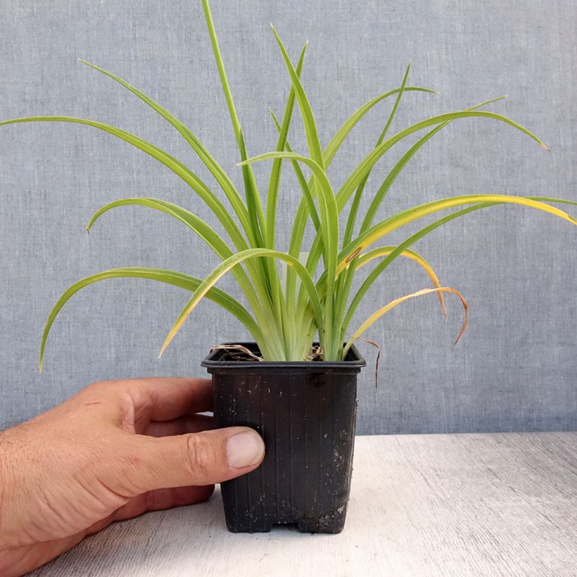 Ejemplar de Hemerocallis Flambeau Maceta de 8/9 cm entregado en verano