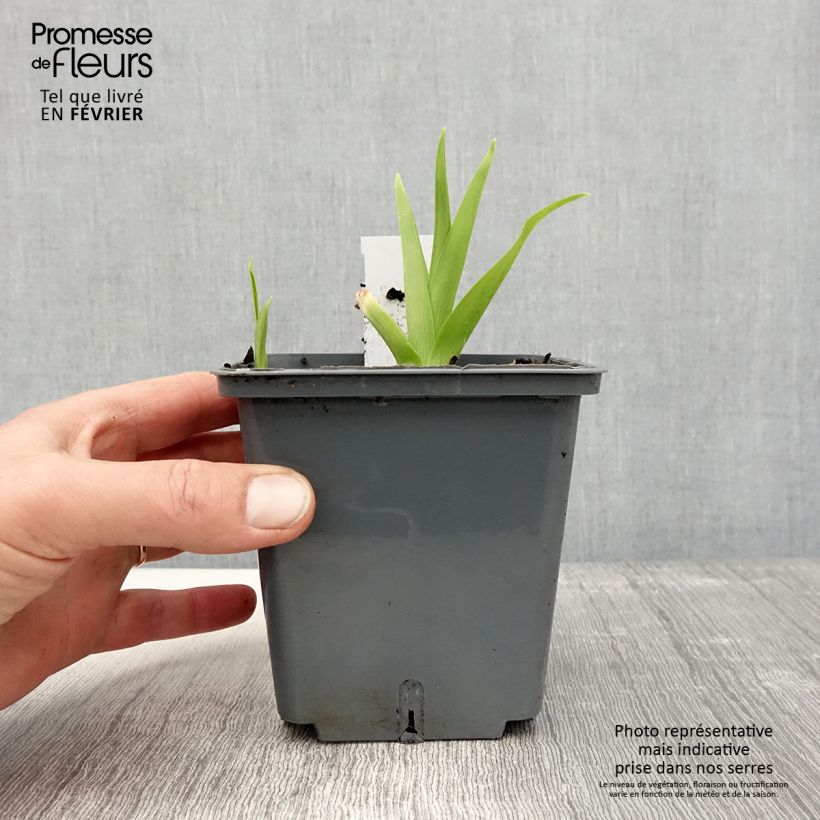 Hemerocallis Flight of The Dragon Maceta 1L/1,5L Ejemplar entregado en invierno